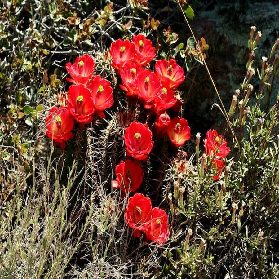 Echinocereus arizonicus, wh