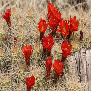 Echinocereus backeri, wh