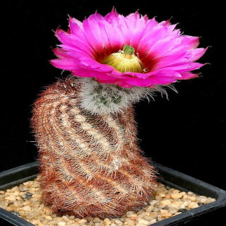 Echinocereus baileyi, wh