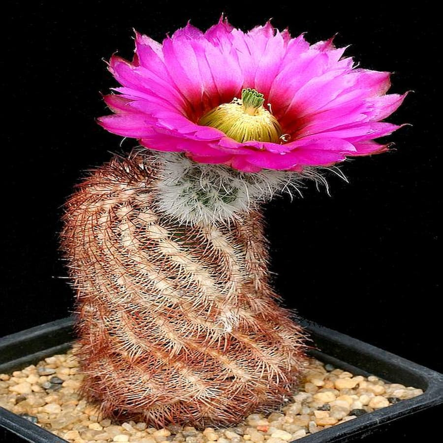 Echinocereus baileyi, wh
