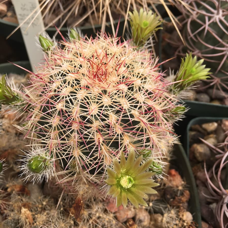 Echinocereus chloranthus SB 422 , wh