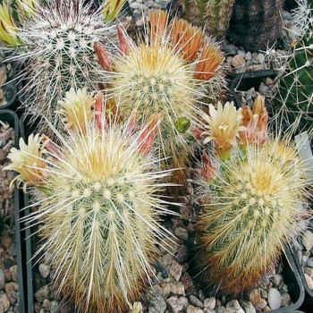 Echinocereus chloranthus var. rusacanthus, goldenspinus, wh