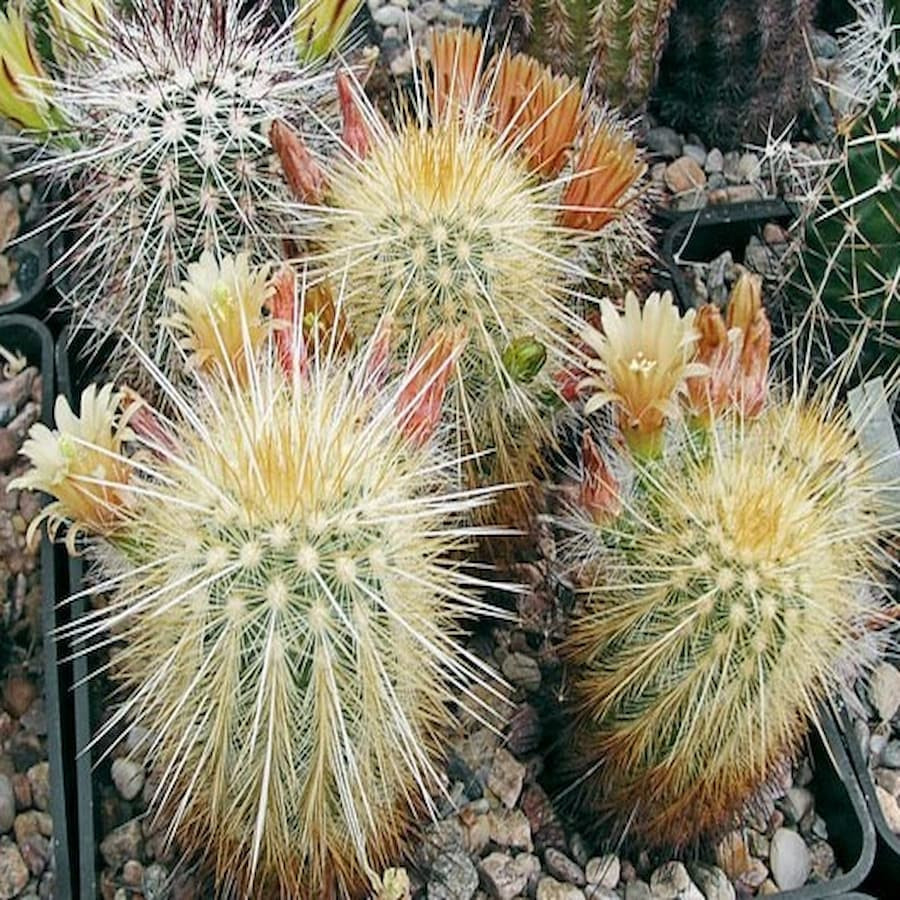 Echinocereus chloranthus var. rusacanthus, goldenspinus, wh