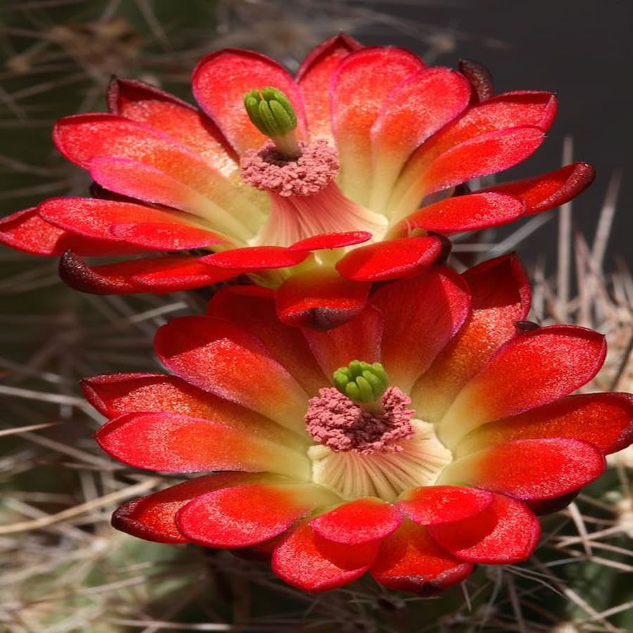 Echinocereus coccineus   1063, wh