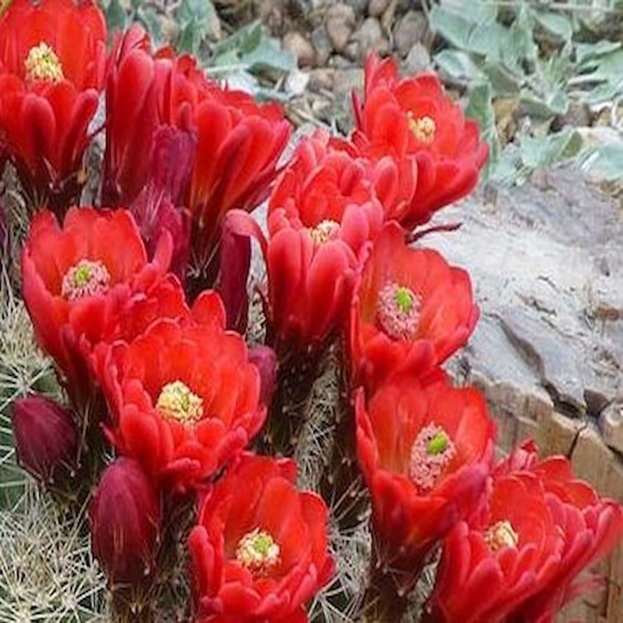Echinocereus coccineus (triglochidatus var. melanocantha), blutrote Blüten, wh