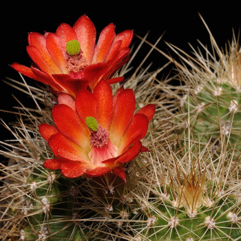 Echinocereus coccineus New Mexico, wh