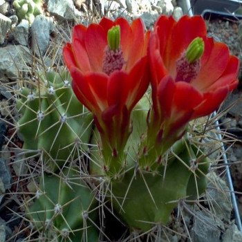 Echinocereus coccineus paucispinus DJF 789.25, wh