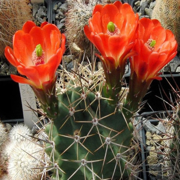 Echinocereus coccineus paucispinus, wh