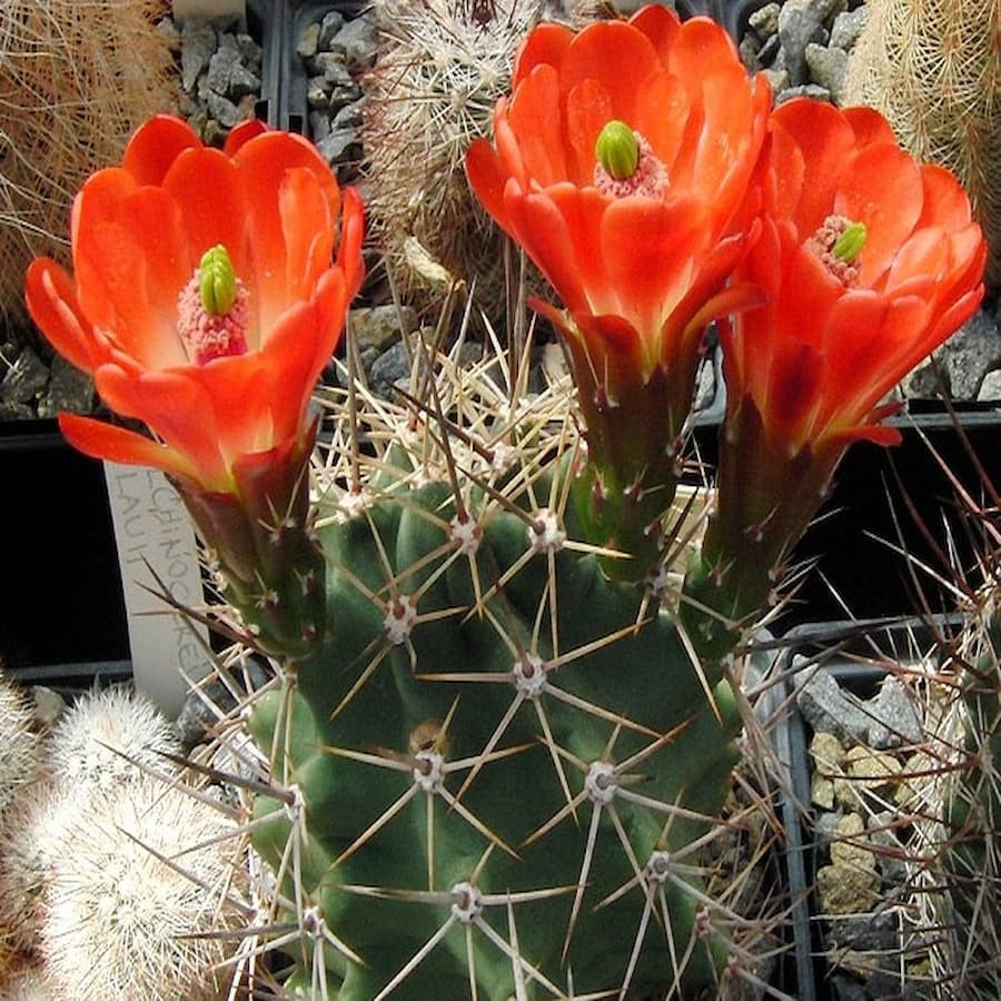 Echinocereus coccineus paucispinus, wh