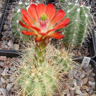 Echinocereus coccineus SB 747, wh
