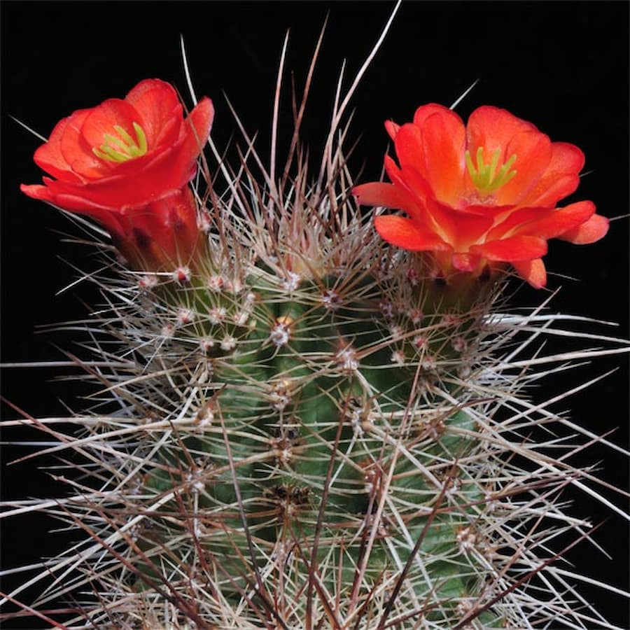 Echinocereus coccineus SB 850, wh