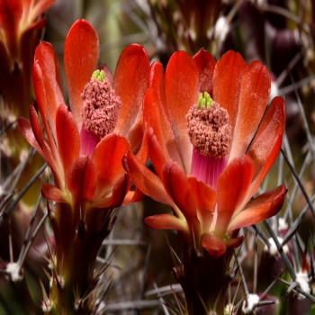 Echinocereus coccineus ssp. paucispinus Eagle Nest Canyon, wh