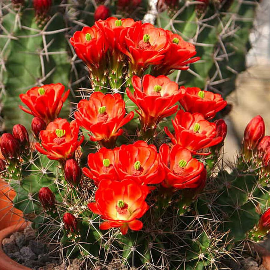 Echinocereus coccineus ssp. roemeri, wh