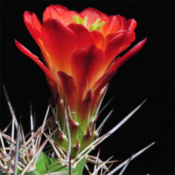 Echinocereus coccineus var. roemeri (triglochidiatus v. octacanthus) ,NM 2826 , wh