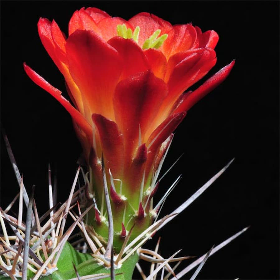 Echinocereus coccineus var. roemeri (triglochidiatus v. octacanthus) ,NM 2826 , wh