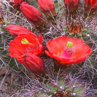 Echinocereus coccineus var. roemeri BW 110, wh