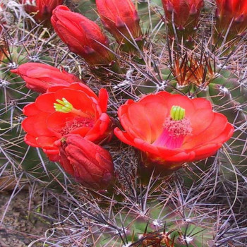 Echinocereus coccineus var. roemeri BW 110, wh