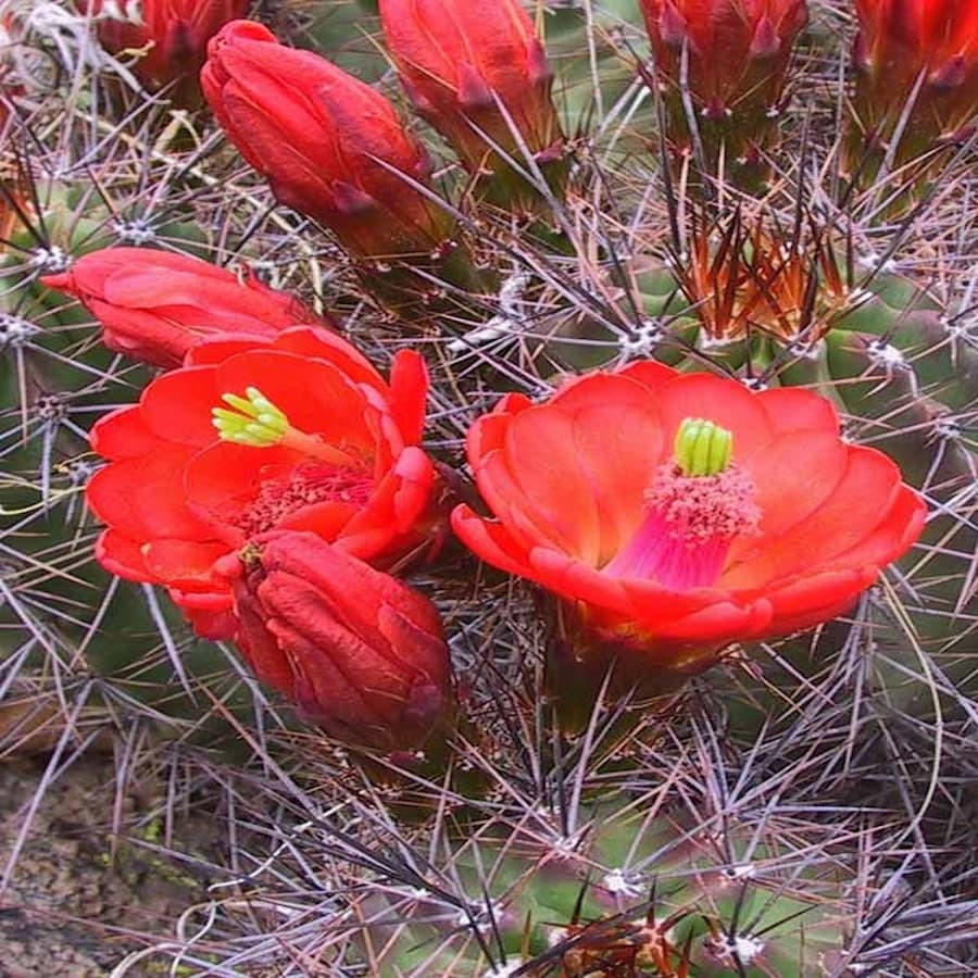 Echinocereus coccineus var. roemeri BW 110, wh
