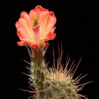 Echinocereus coccineus var. rosei AG 11 x stramineus, wh