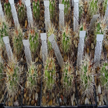 Echinocereus coccineus var. rosei x neomex. ` violaciflorus`HK 1510 Naturhybrid, wh