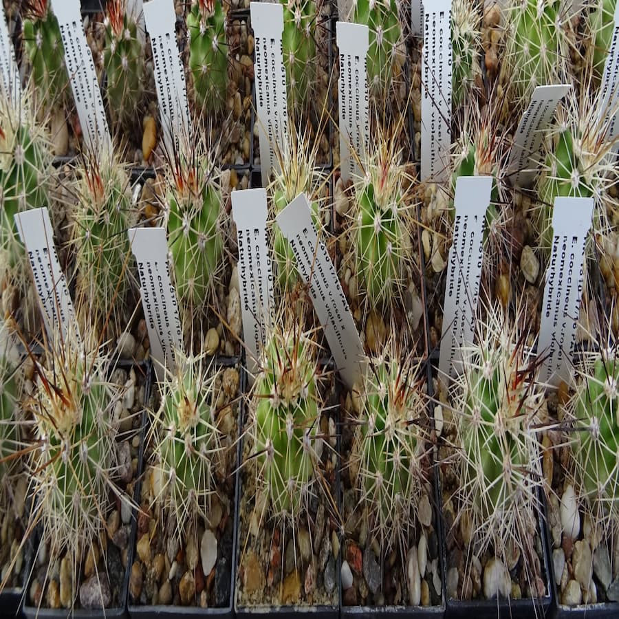 Echinocereus coccineus var. rosei x neomex. ` violaciflorus`HK 1510 Naturhybrid, wh