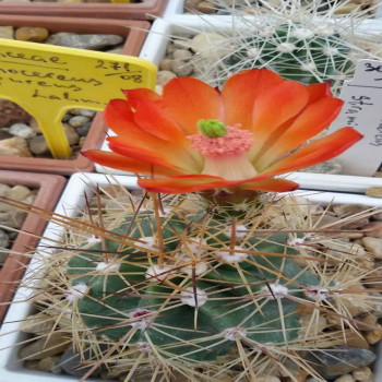 Echinocereus coccineus var.rosei BW161, wh