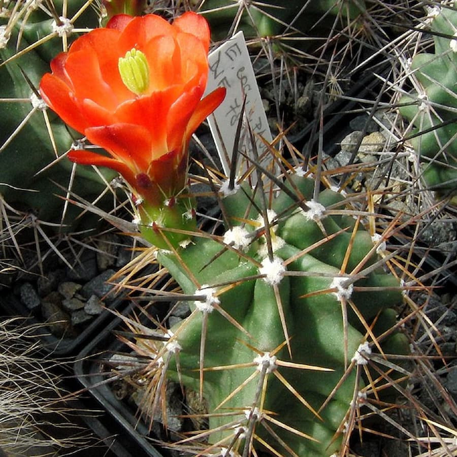 Echinocereus cocineus var. paucispinus, wh