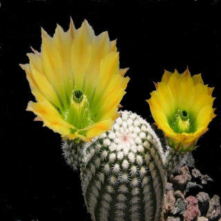Echinocereus dasyacanthus SB 732