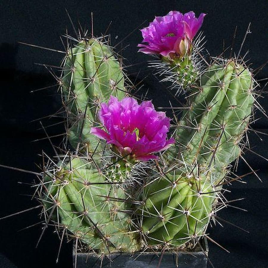 Echinocereus enneacanthus LM 383