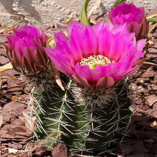 Echinocereus fendleri Form, wh