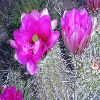 Echinocereus fendleri,Petrified Forest Az, wh