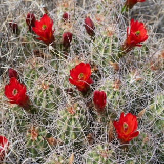 Echinocereus mojavensis Bicknell Utah, wh