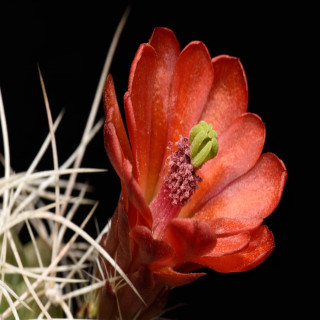 Echinocereus mojavensis Canyon de Chelly, wh