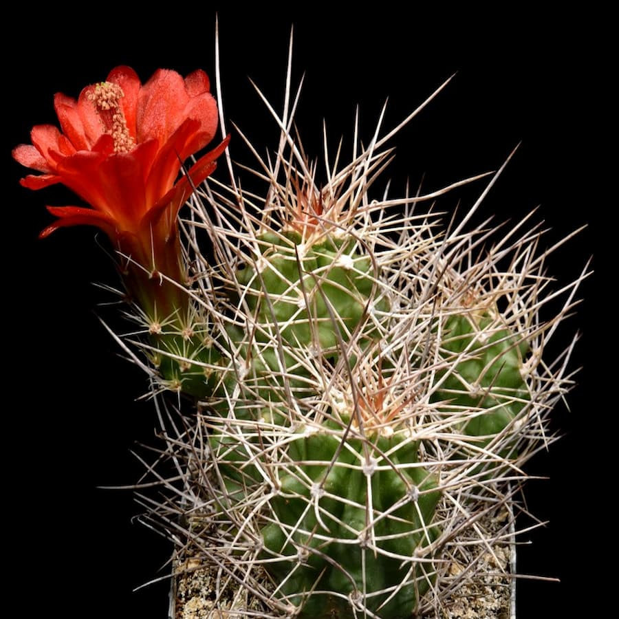 Echinocereus mojavensis Cisco, wh