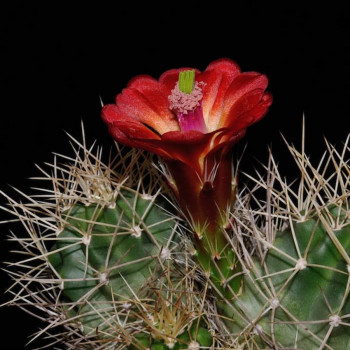 Echinocereus mojavensis Kayenta , wh