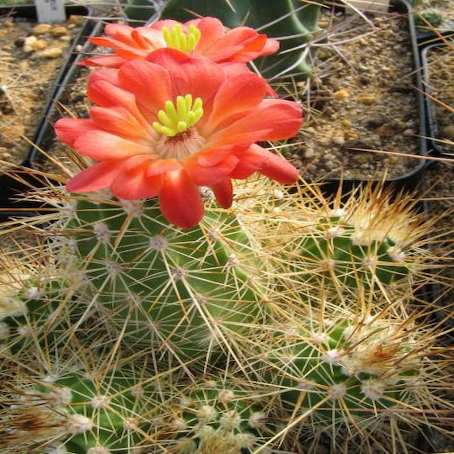 Echinocereus pacificus ssp.mombergianus, wh