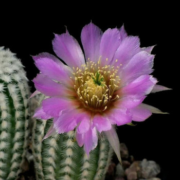 Echinocereus reichenbachii ssp. caespitosus, wh