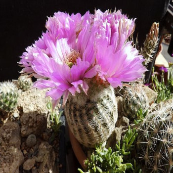 Echinocereus reichenbachii var. minor, wh