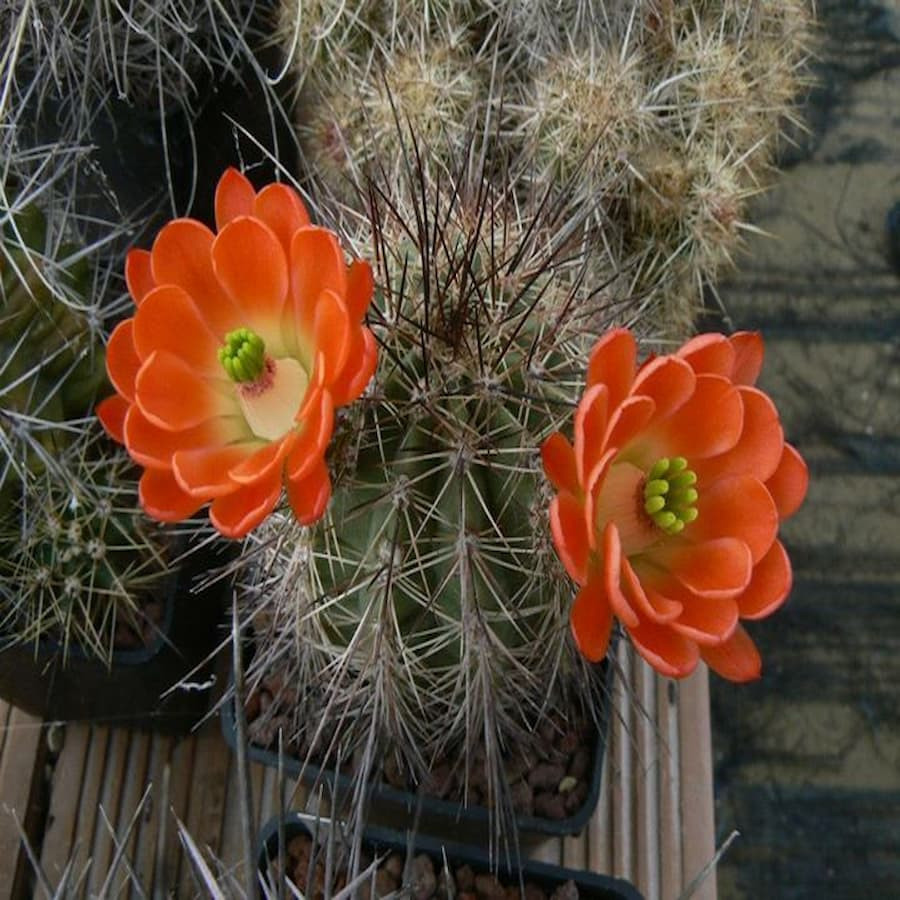Echinocereus roetteri, wh
