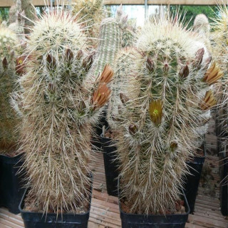 Echinocereus russanthus ssp. rhyolithensis (cowperi), wh