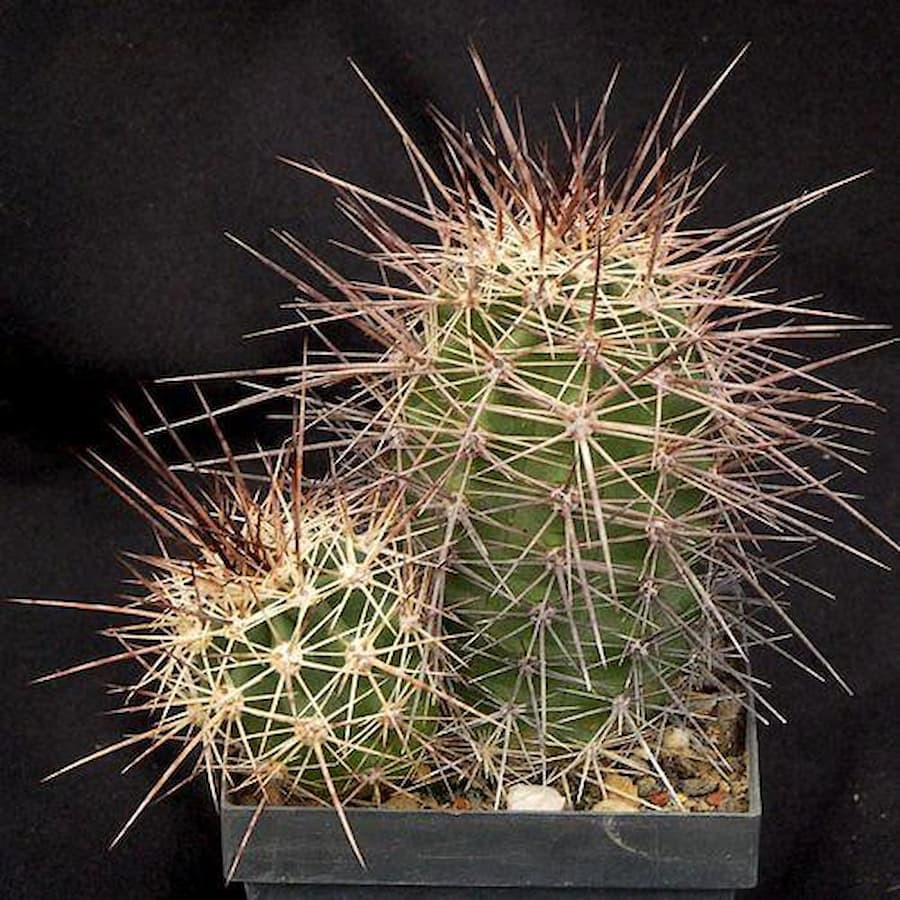 Echinocereus triglochidatus  ssp. mojavensis