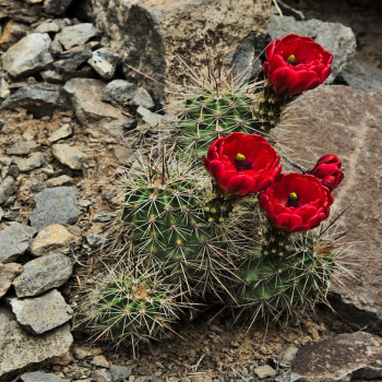 Echinocereus triglochidiatus BW 158, wh