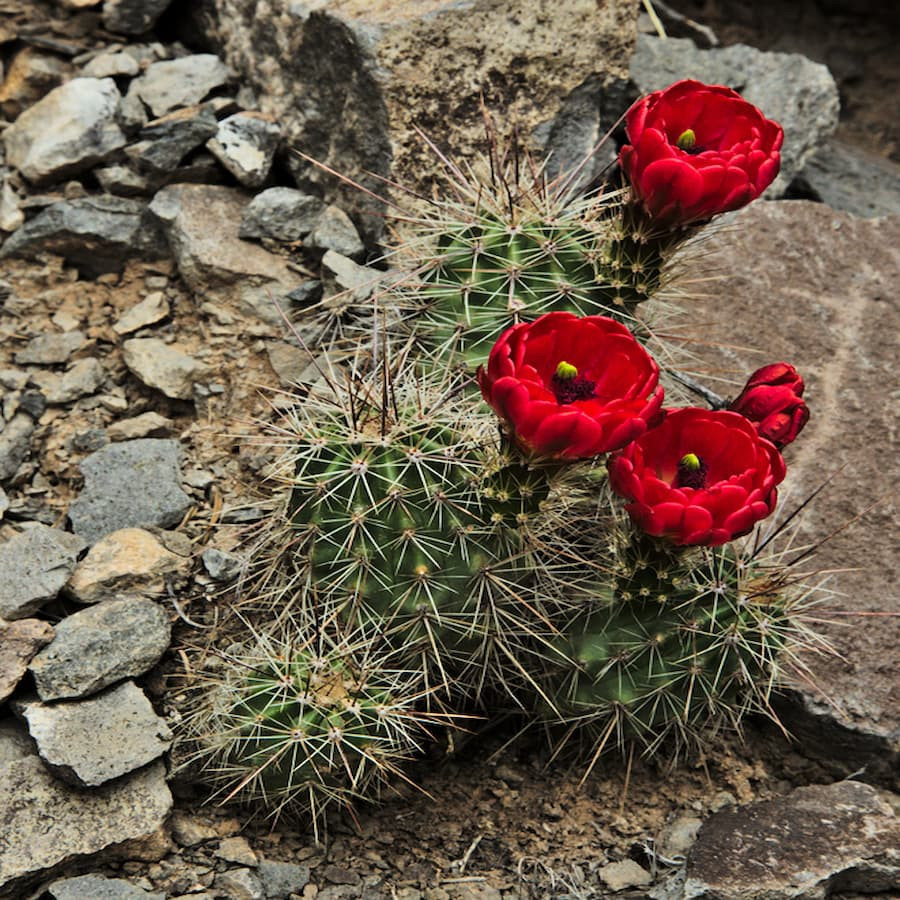 Echinocereus triglochidiatus BW 158, wh