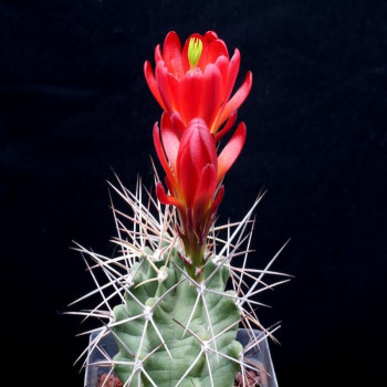 Echinocereus triglochidiatus DJF 1145, wh
