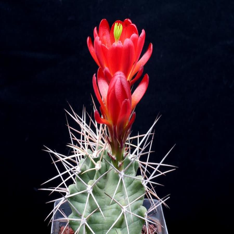 Echinocereus triglochidiatus DJF 1145, wh