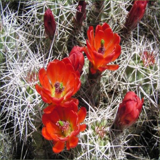Echinocereus triglochidiatus gonacanthus , USA, wh