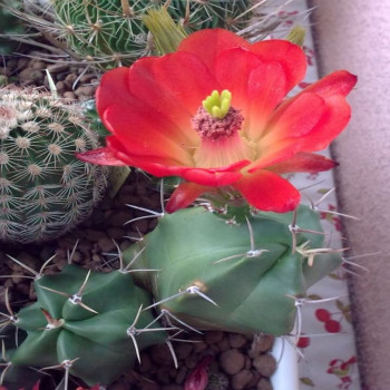 Echinocereus triglochidiatus