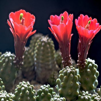 Echinocereus triglochidiatus ssp. mojavensis (inermis), wh
