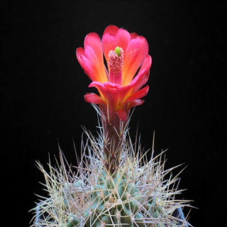 Echinocereus triglochidiatus ssp. mojavensis, wh