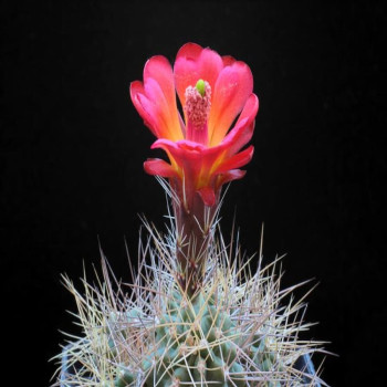 Echinocereus triglochidiatus ssp. mojavensis, wh